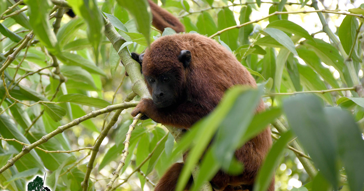 Diversidad de la fauna en la Amazonia (Foto: GAMR)